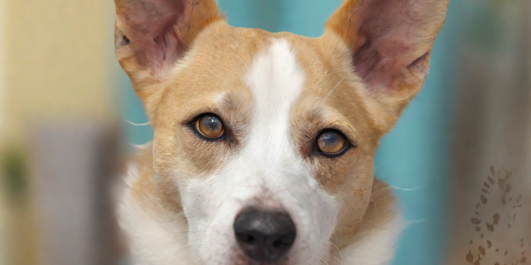 Adopción de perros en Gran Canaria: Encuentra tu compañero fiel