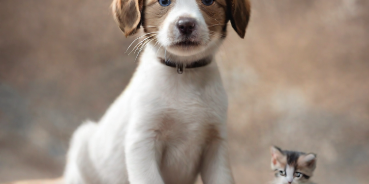 Adopción de Cachorros: Encuentra tu Compañero Perfecto