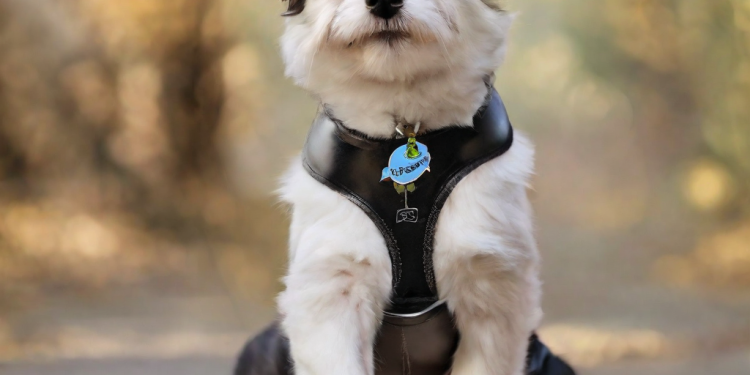 Mejores corta uñas para perros: Guía completa