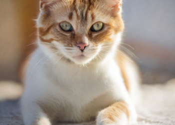 Gatos en adopción en Tenerife: Encuentra tu compañero felino