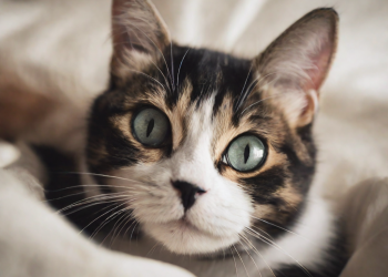 Inflacam para gatos: alivio rápido del dolor