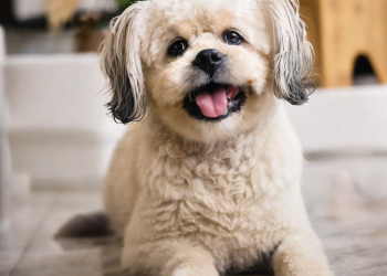 Mejor champú para perros con dermatitis: Guía completa