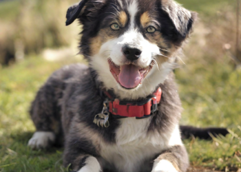 Perros en Adopción en Temuco: Encuentra tu compañero fiel