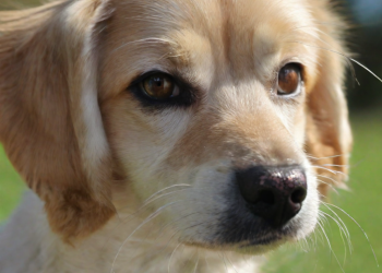 Quiste sebáceo en perros: causas y tratamiento
