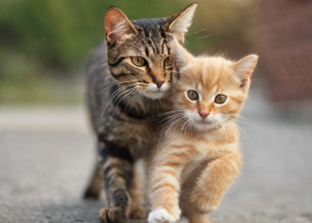 ¿Puede un gato adulto atacar a un gato bebé?