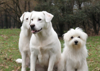 perros raza blancos